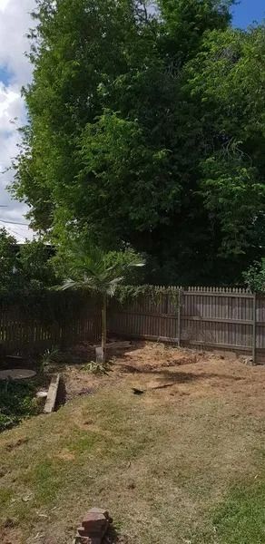 Backyard With a Large Leafy Tree, Wooden Fence, and Dry Grass — Barlows Tree Services in Rockhampton, QLD