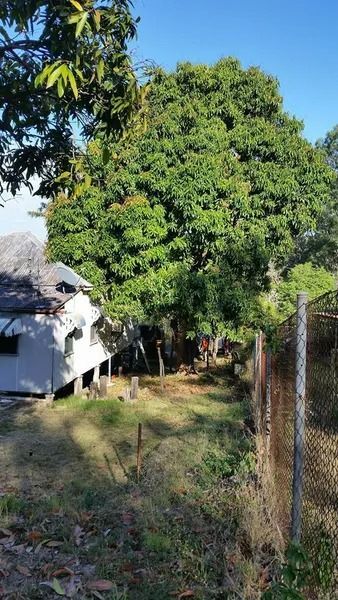 Large Green Tree Beside a White House and Wire Fence — Barlows Tree Services in Rockhampton, QLD