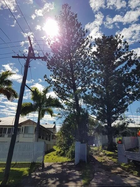 Sunny Residential Street With Tall Trees, a Utility Pole, and Houses Behind a White Fence — Barlows Tree Services in Rockhampton, QLD