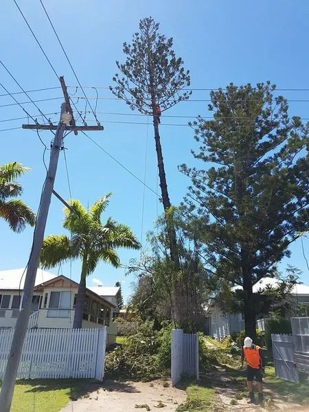 Tree Being Trimmed Near Power Lines Beside a House and White Fence — Barlows Tree Services in Rockhampton, QLD