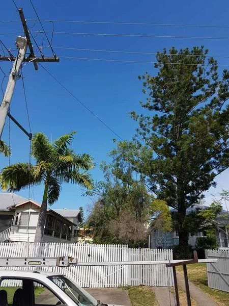 Residential Street With a White Picket Fence, Palm Tree, Utility Pole — Barlows Tree Services in Rockhampton, QLD