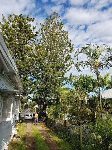 Narrow Side Yard Beside a House With Tall Trees, Palm Trees — Barlows Tree Services in Rockhampton, QLD