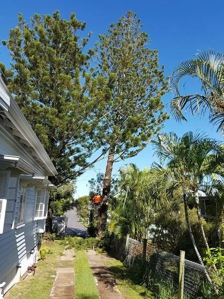 Narrow Yard Beside a House With Tall Trees, Palm Plants — Barlows Tree Services in Rockhampton, QLD