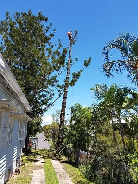 Tropical Yard Beside a White House With Palm Trees — Barlows Tree Services in Rockhampton, QLD