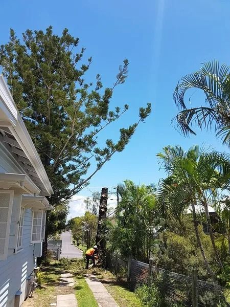 Yard Beside a White House, With Palm Trees, a Path, and a Person in an Orange Shirt — Barlows Tree Services in Rockhampton, QLD