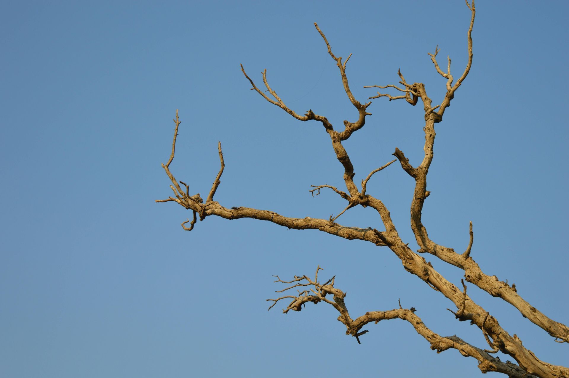 Bare Tree Branches Against a Clear — Barlows Tree Services in Rockhampton, QLD