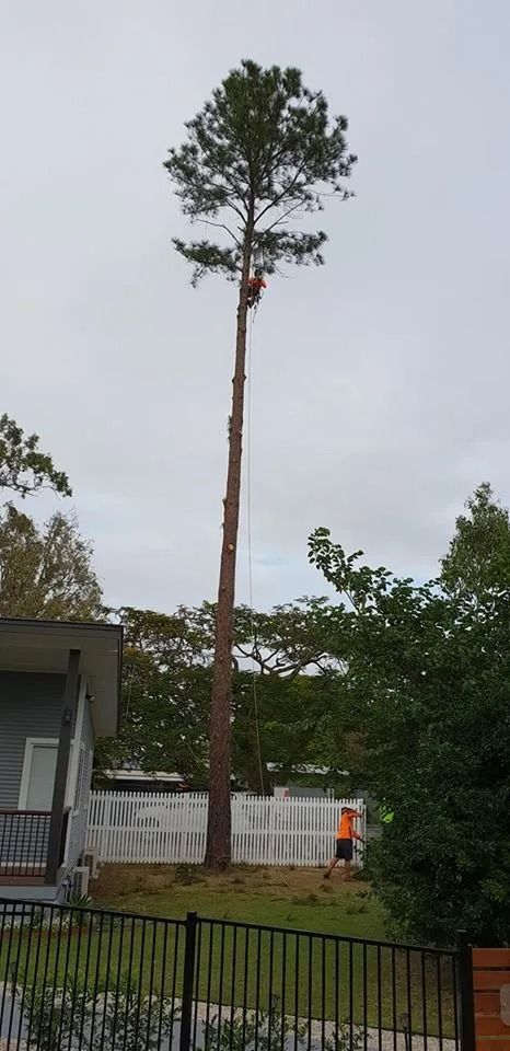 Tall Tree Being Trimmed by a Worker — Barlows Tree Services in Rockhampton, QLD