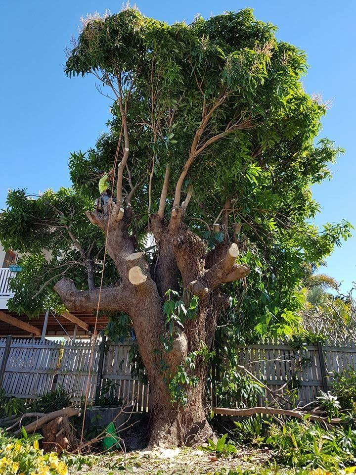 Tree With Pruned Branches, Lush Green Foliage Against a Clear Blue Sky — Barlows Tree Services in Rockhampton, QLD