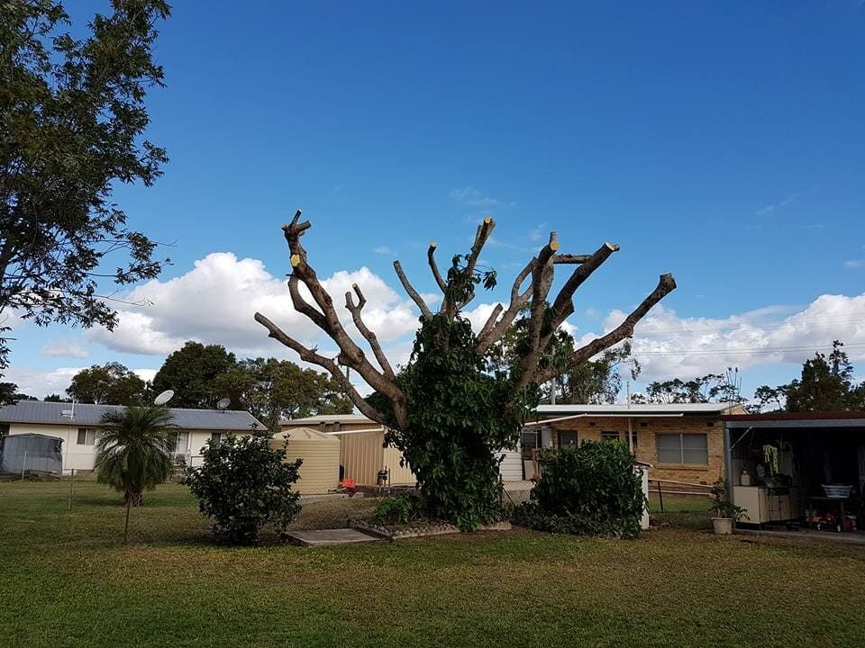 Partially Pruned Tree in a Yard, With Green Grass — Barlows Tree Services in Rockhampton, QLD