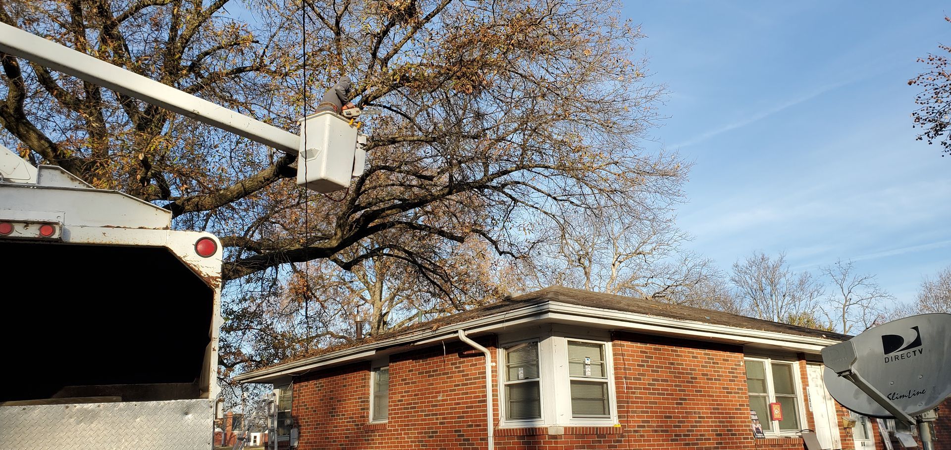 Cutting Trees — Columbia, MO — Thurmond’s Lawn & Tree