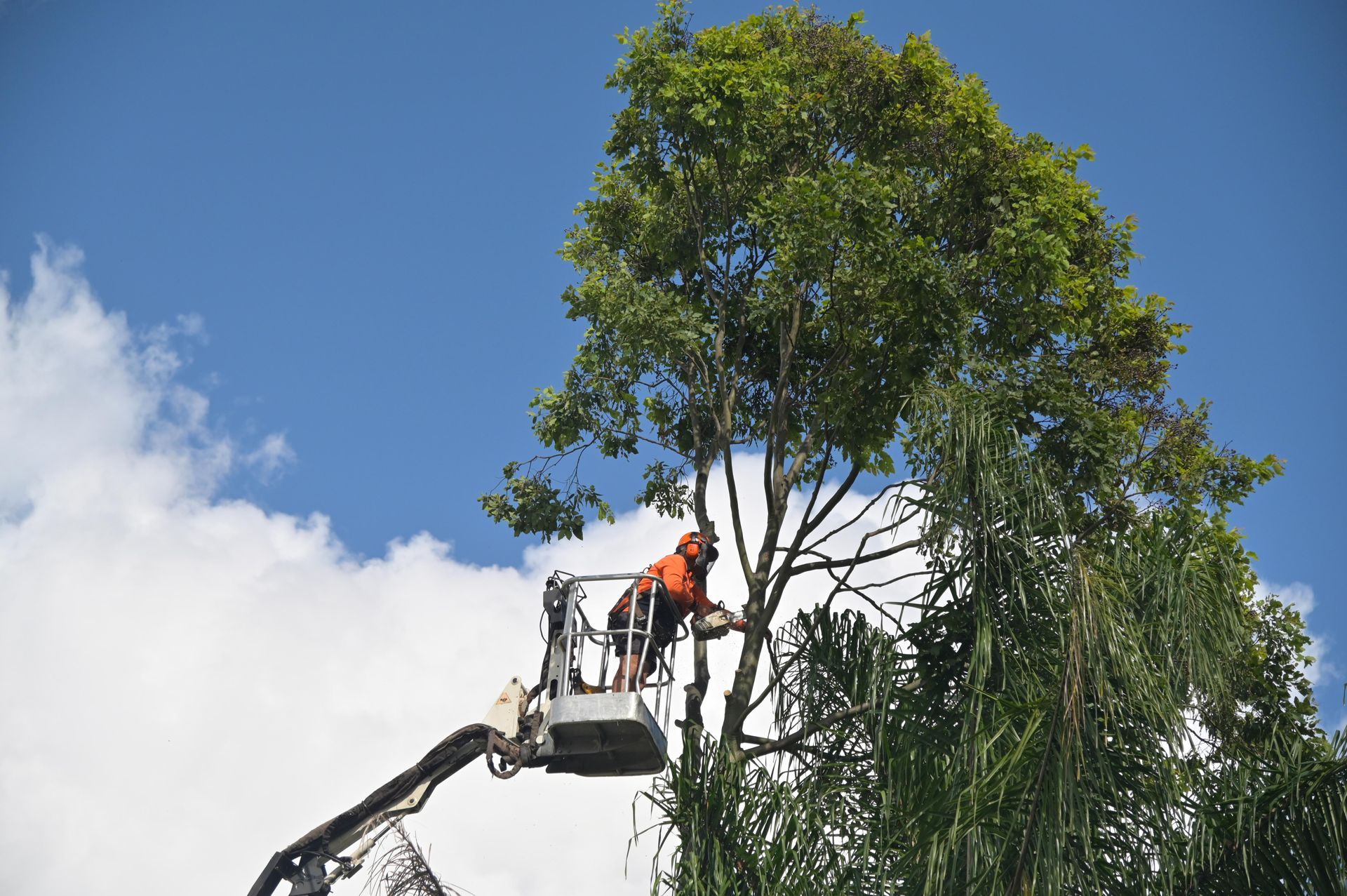 Under a blue sky, a man trims tree branches from a bucket, providing expert tree trimming services.