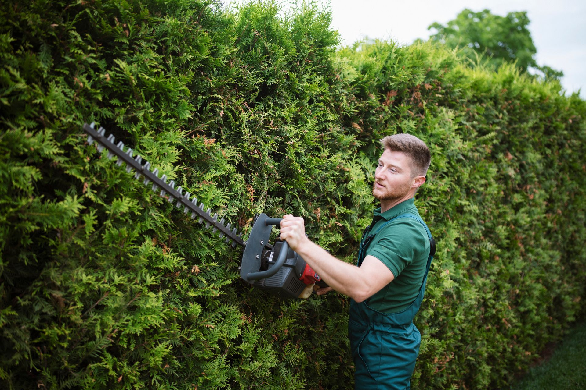 A professional gardener uses a power saw to trim a hedge as part of professional tree service.