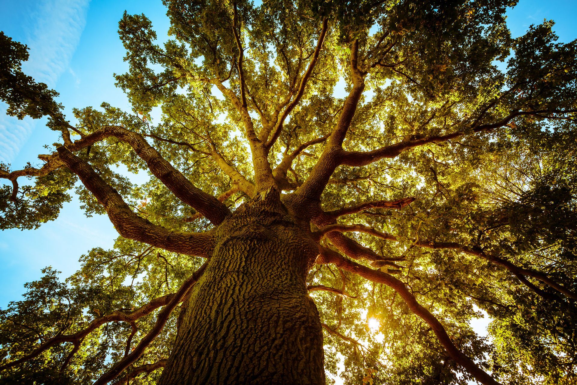 Mature shade tree providing natural beauty in a landscaped garden 