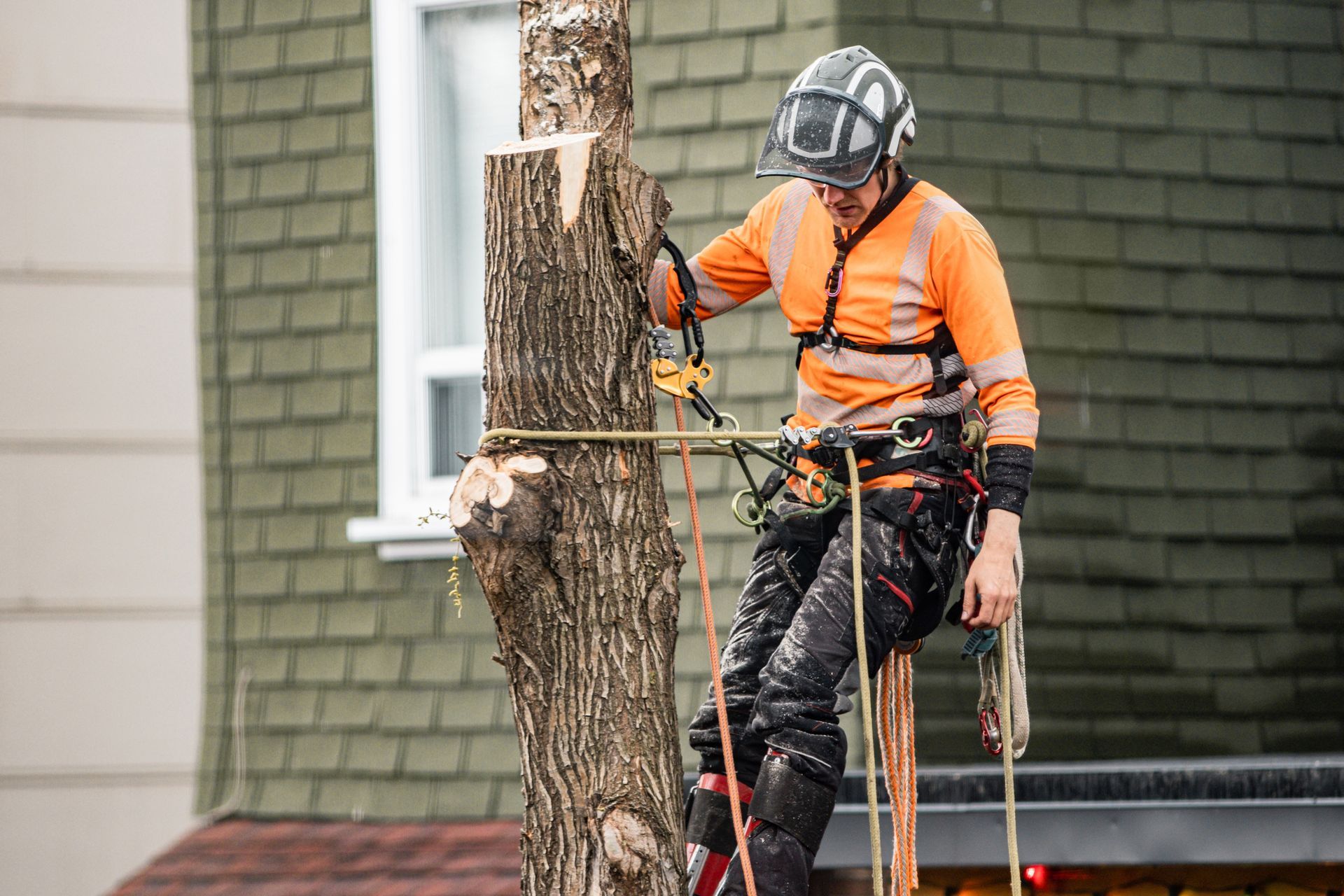 A man climbing and cutting the tree in an urban backyard.