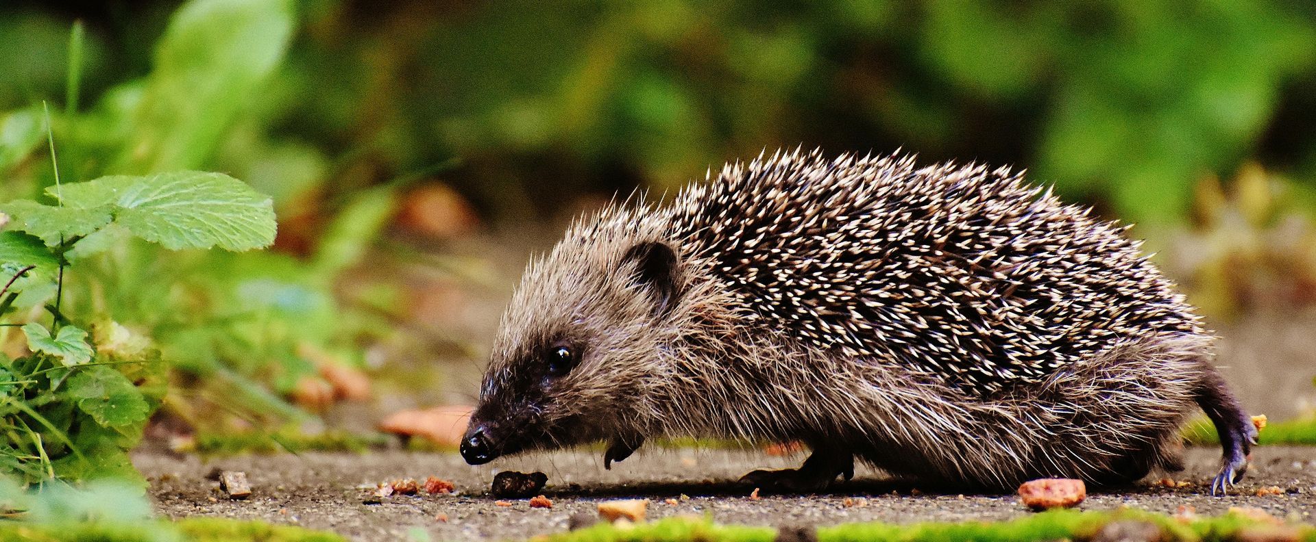 Hedgehog-friendly Fence Panels | Hull Fence Experts