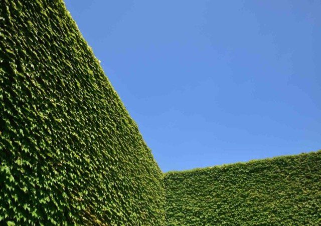 hedge cutting surrey BC