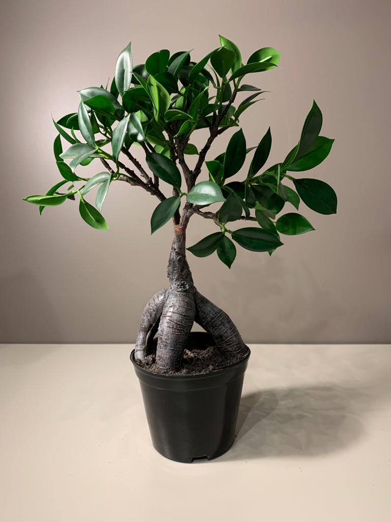 ficus ginseng