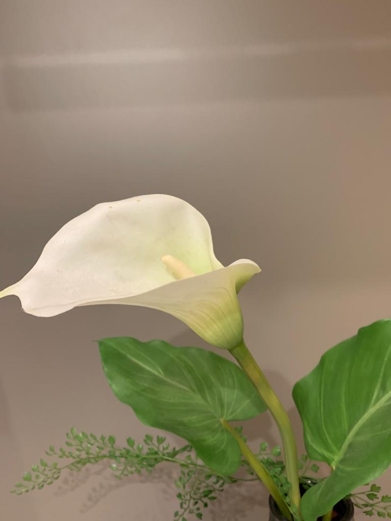 calla