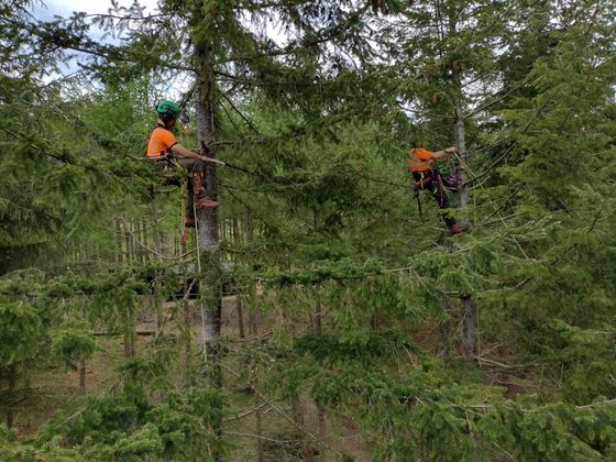 Your local trusted tree experts