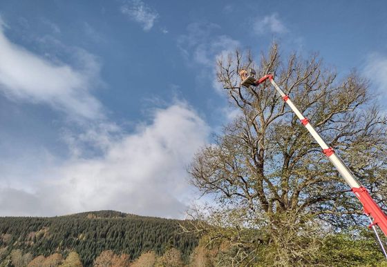 Rely on us for all your tree service needs