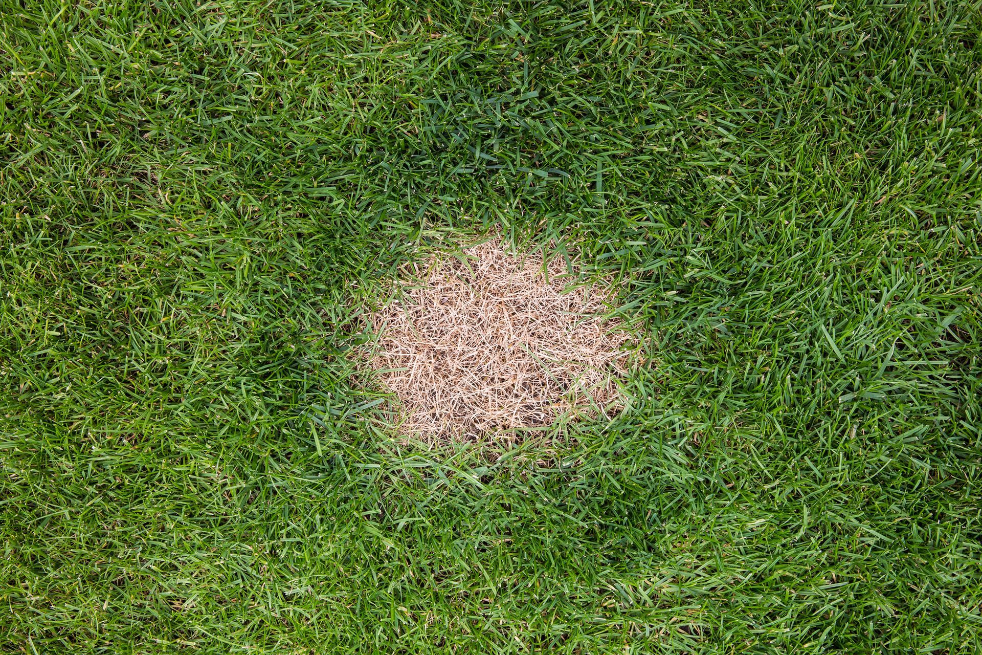 A patch of brown grass in the middle of a lush green field.