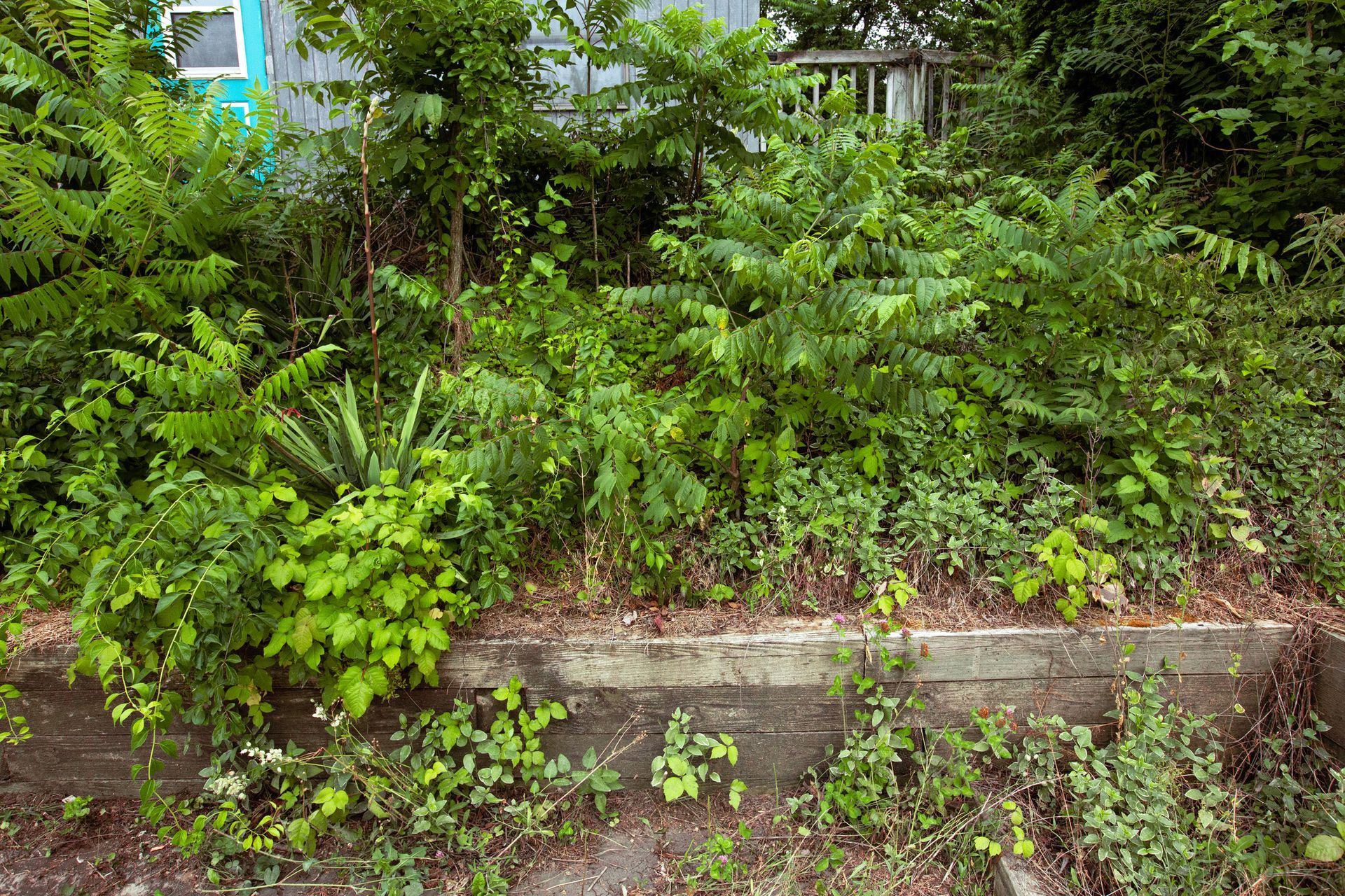 A lot of plants are growing on the side of a building.