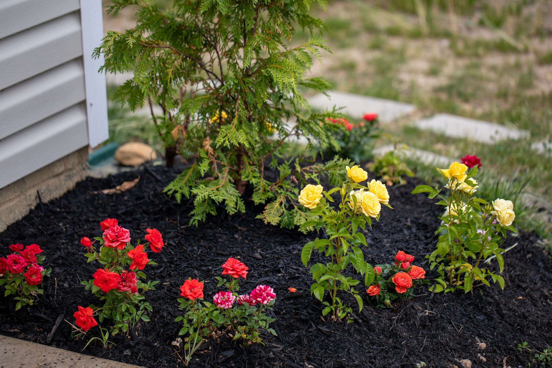 A garden with red , yellow and pink flowers and black mulch.