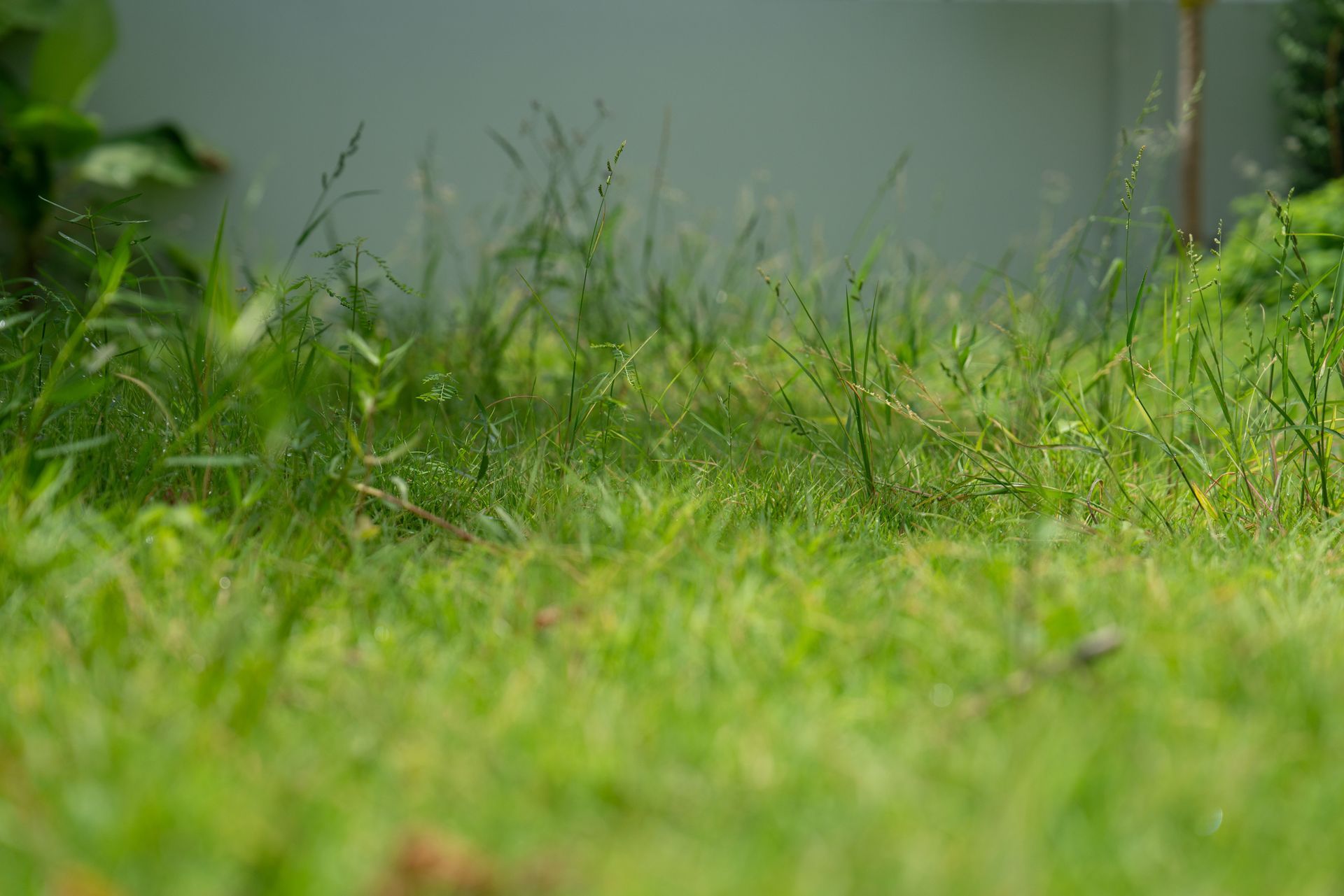 A close up of a lush green lawn with a white wall in the background.