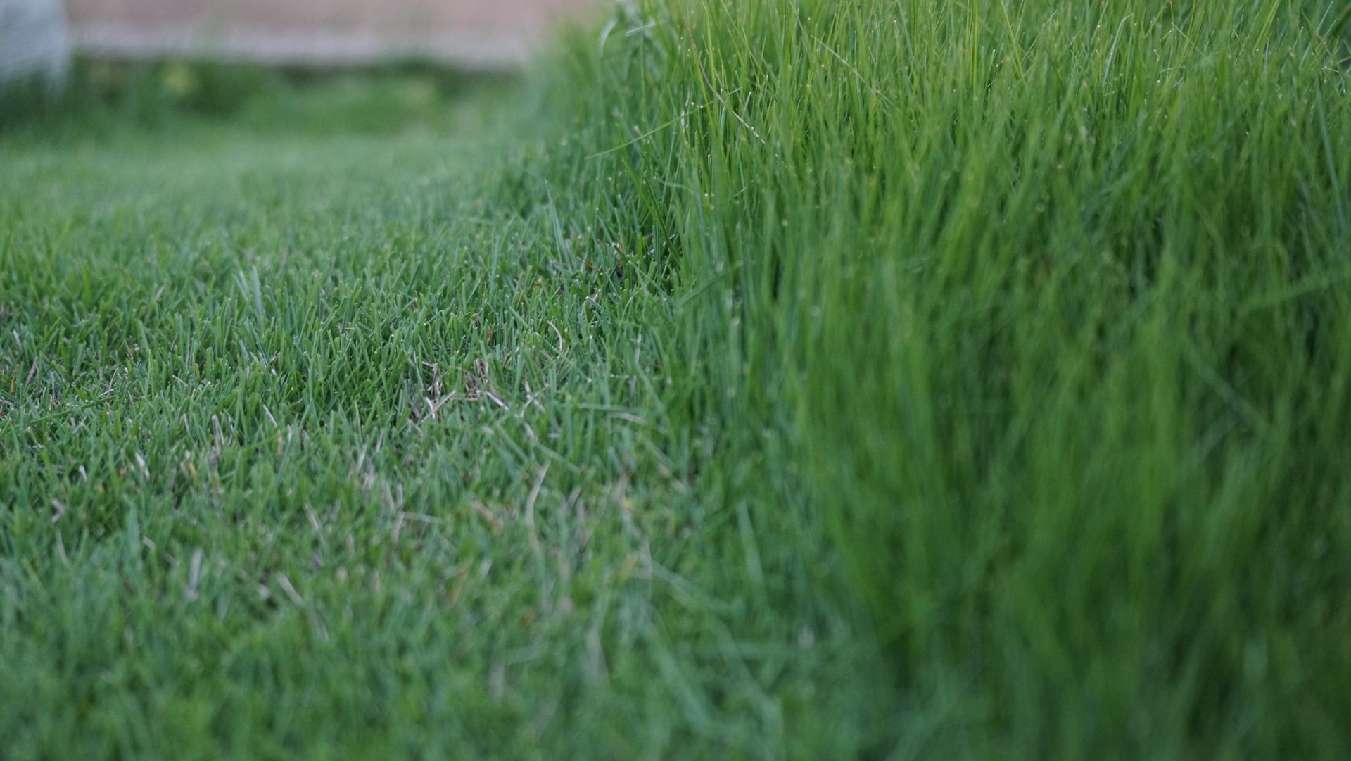 A close up of a lush green lawn with a blurred background.