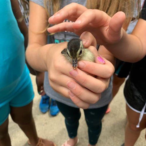 Kids Petting a Bird — Tyler, TX — Stepping Stone School