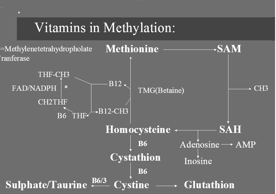 Vitamine die een rol spelen bij methylering van Homocysteïne