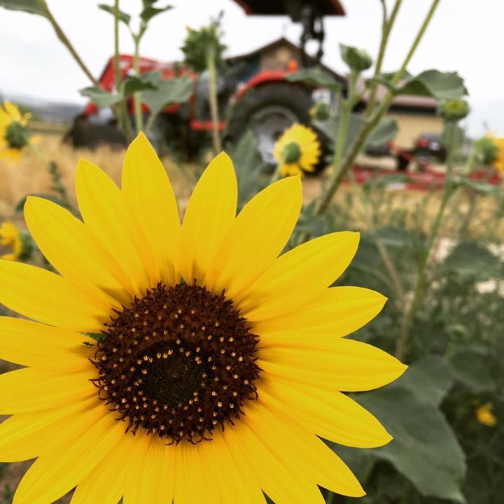 Market Farming