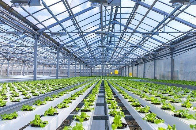 Hydroponics