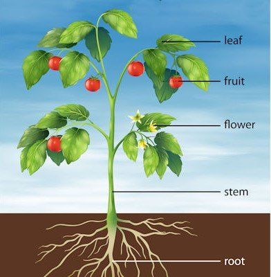 Botany