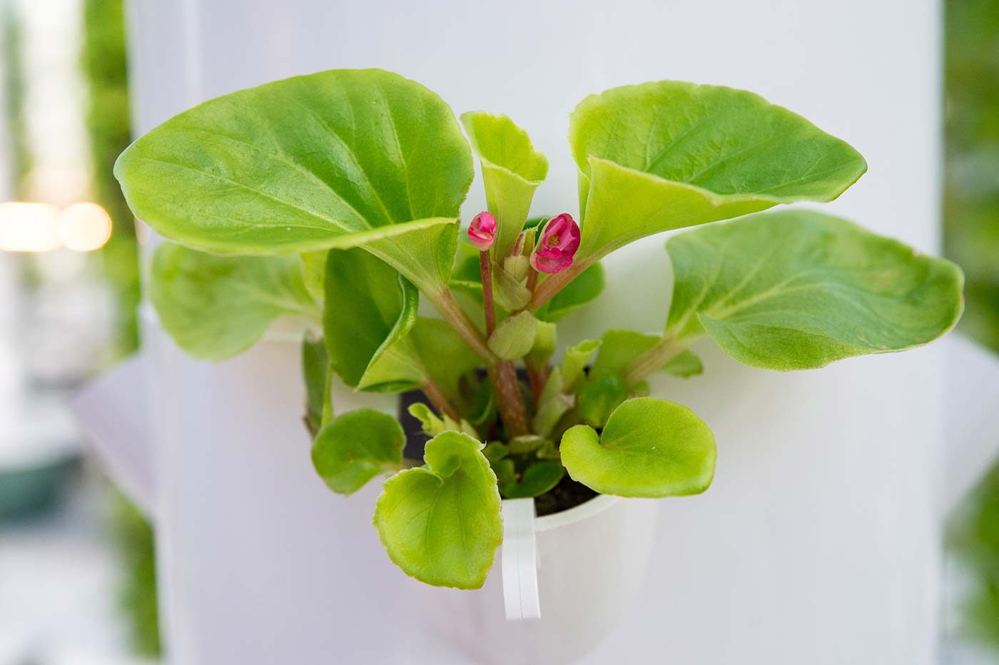 Hydroponics