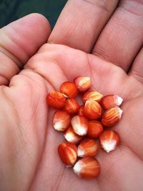 Seed Saving