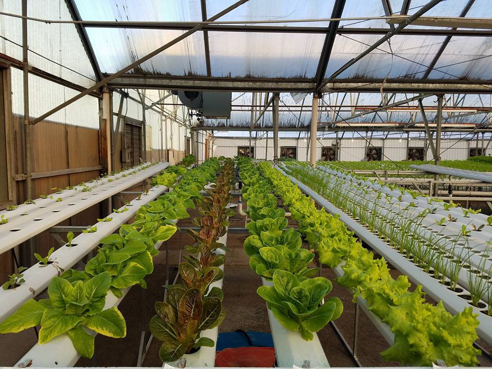 Hydroponics