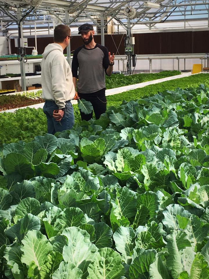 Controlled Environment Agriculture - Hydroponics
