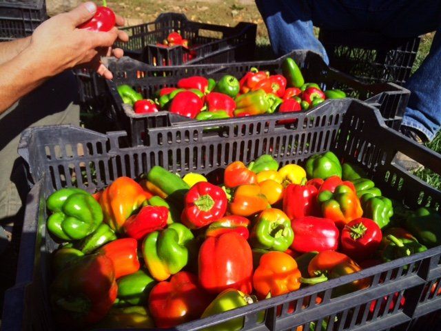 Market Farming – Denver Botanic Gardens Chatfield Farm