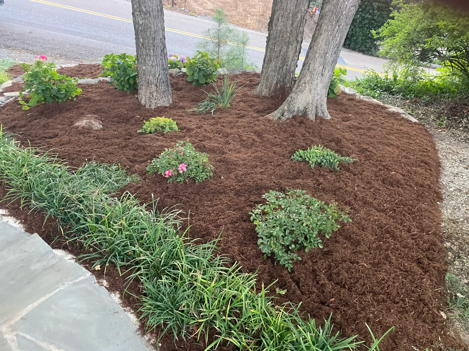 Mulched garden bed with trees and various green plants; bordered by a stone walkway.