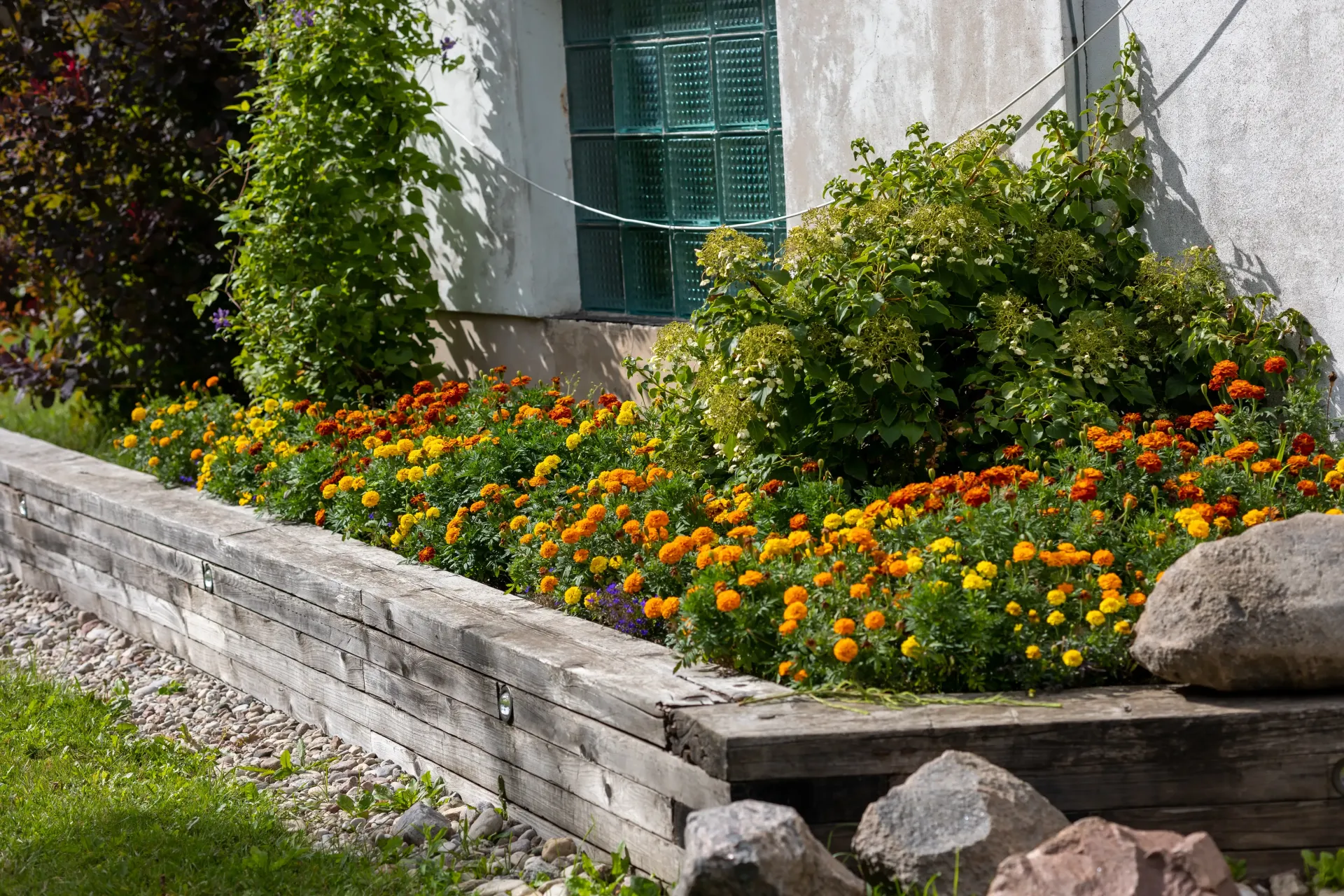 Flower bed with orange and yellow marigolds in front of a building with a green-window.
