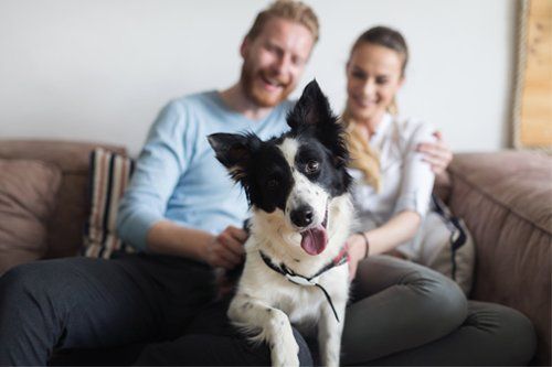 Couple And Their Dog At Home