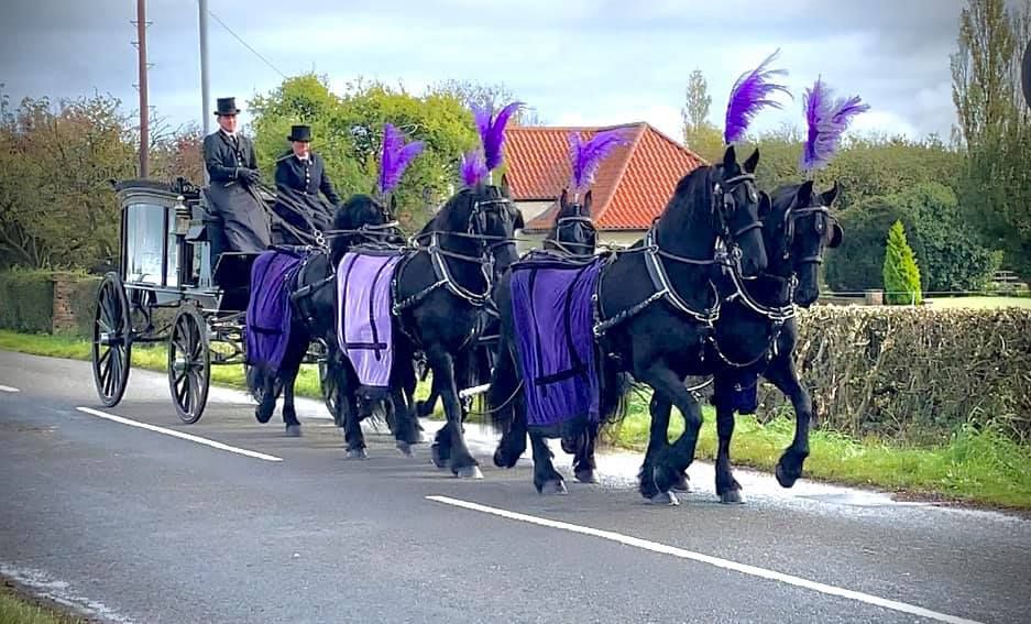 A horse drawn carriage with purple feathers is driving down a road.