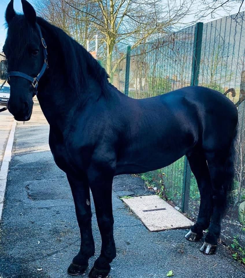 A black horse standing next to a chain link fence