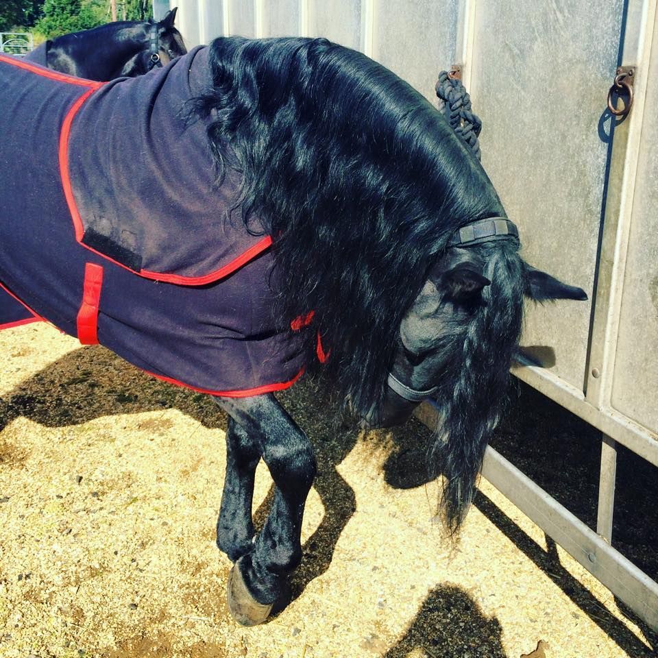 A black horse wearing a black and red blanket