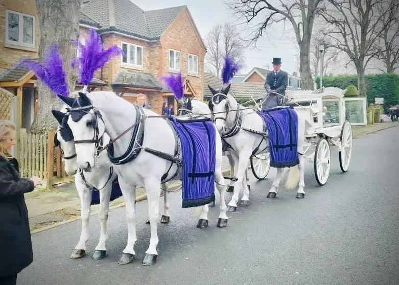 A horse drawn carriage with purple feathers is driving down a street.