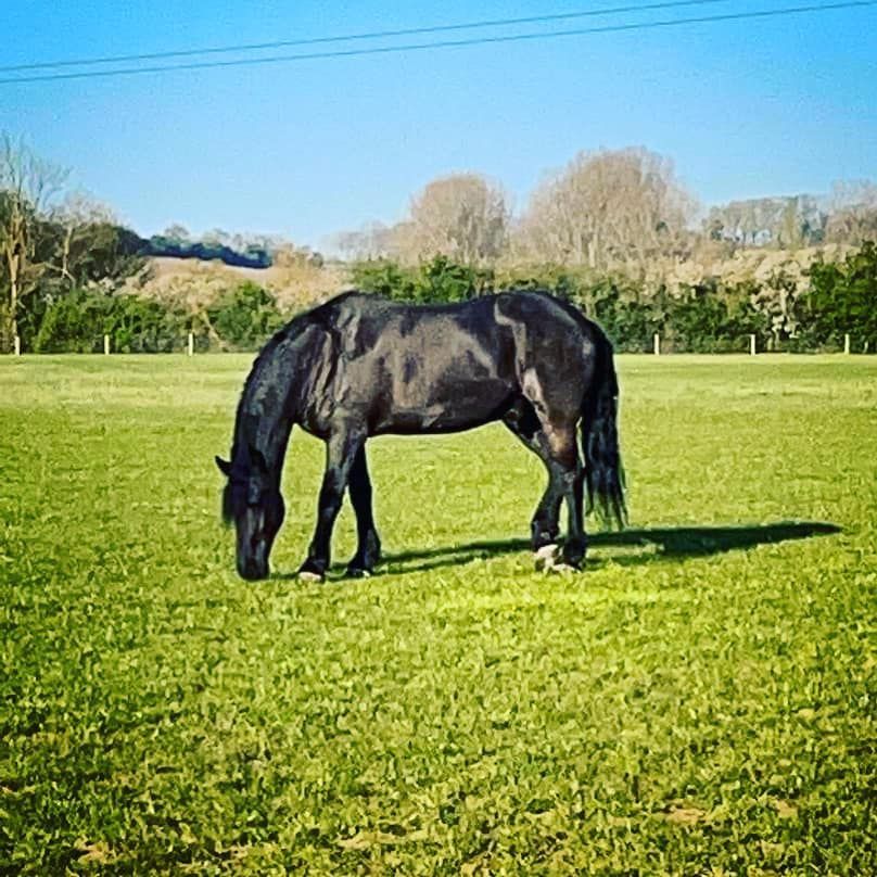 A black horse is grazing in a grassy field