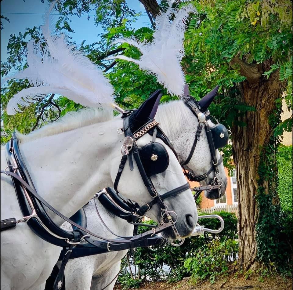 A couple of white horses with feathers on their heads
