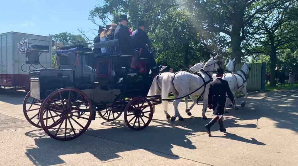 A horse drawn carriage is pulled by three white horses.