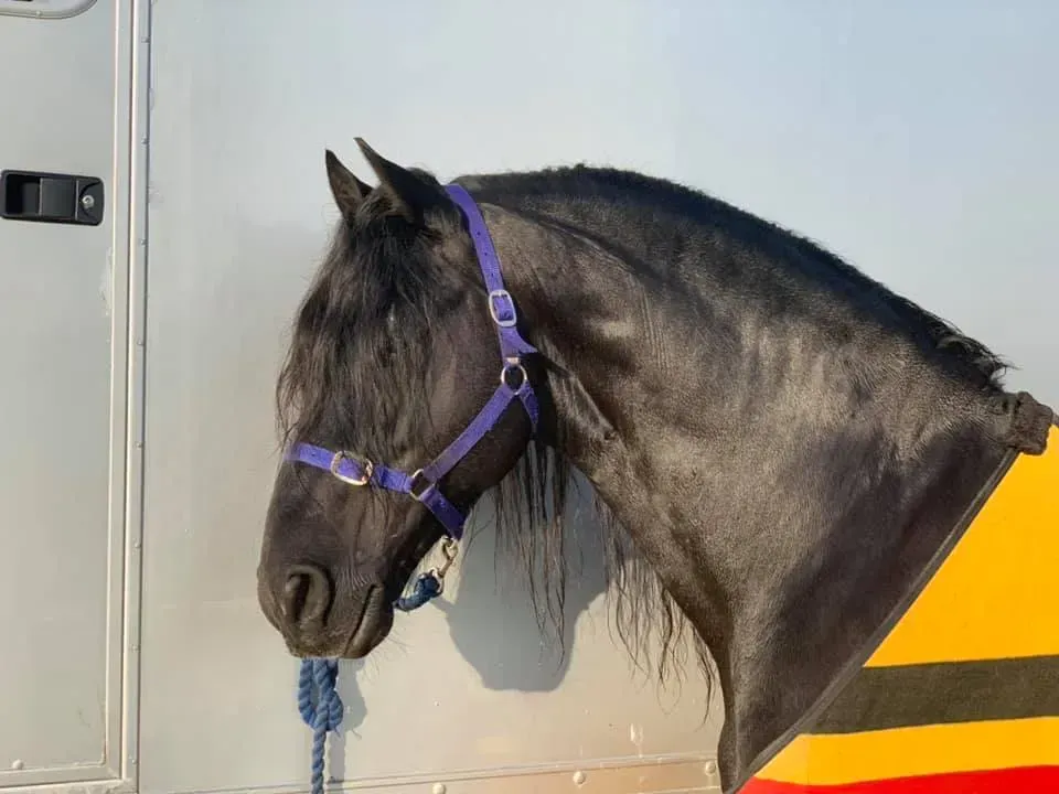 A black horse with a purple bridle is standing in front of a trailer